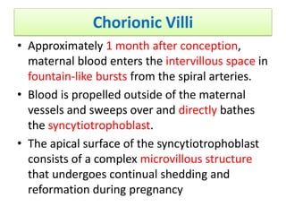 Chorionic Villi
• Approximately 1 month after conception,
maternal blood enters the intervillous space in
fountain-like bursts from the spiral arteries.
• Blood is propelled outside of the maternal
vessels and sweeps over and directly bathes
the syncytiotrophoblast.
• The apical surface of the syncytiotrophoblast
consists of a complex microvillous structure
that undergoes continual shedding and
reformation during pregnancy
 