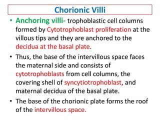 Chorionic Villi
• Anchoring villi- trophoblastic cell columns
formed by Cytotrophoblast proliferation at the
villous tips and they are anchored to the
decidua at the basal plate.
• Thus, the base of the intervillous space faces
the maternal side and consists of
cytotrophoblasts from cell columns, the
covering shell of syncytiotrophoblast, and
maternal decidua of the basal plate.
• The base of the chorionic plate forms the roof
of the intervillous space.
 