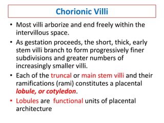 Chorionic Villi
• Most villi arborize and end freely within the
intervillous space.
• As gestation proceeds, the short, thick, early
stem villi branch to form progressively finer
subdivisions and greater numbers of
increasingly smaller villi.
• Each of the truncal or main stem villi and their
ramifications (rami) constitutes a placental
lobule, or cotyledon.
• Lobules are functional units of placental
architecture
 