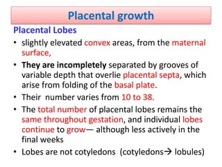 Placental growth
Placental Lobes
• slightly elevated convex areas, from the maternal
surface,
• They are incompletely separated by grooves of
variable depth that overlie placental septa, which
arise from folding of the basal plate.
• Their number varies from 10 to 38.
• The total number of placental lobes remains the
same throughout gestation, and individual lobes
continue to grow— although less actively in the
final weeks
• Lobes are not cotyledons (cotyledons lobules)
 