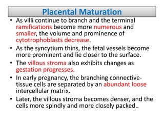 Placental Maturation
• As villi continue to branch and the terminal
ramifications become more numerous and
smaller, the volume and prominence of
cytotrophoblasts decrease.
• As the syncytium thins, the fetal vessels become
more prominent and lie closer to the surface.
• The villous stroma also exhibits changes as
gestation progresses.
• In early pregnancy, the branching connective-
tissue cells are separated by an abundant loose
intercellular matrix.
• Later, the villous stroma becomes denser, and the
cells more spindly and more closely packed..
 