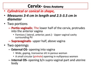 Cervix- Gross Anatomy
• Cylindrical or conical in shape,
• Measures 3-4 cm in length and 2.5-3.5 cm in
diameter
• Two portions
– Portio vaginalis; The lower half of the cervix, protrudes
into the anterior vagina
• Fornices ( lateral, anterior, post.)- Upper vaginal cavity
surrounding PV
– Supravaginalis- upper half, above vagina
• Two openings
– External OS- opening into vagina
• Wide, gaping, transverse slit in parous woman
• A small circular (pinhole) opening in nulliparous women
– Internal OS- opening b/n supra vaginal part and uterine
body
 