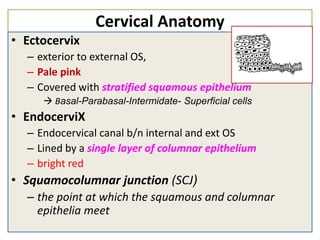 Cervical Anatomy
• Ectocervix
– exterior to external OS,
– Pale pink
– Covered with stratified squamous epithelium
 Basal-Parabasal-Intermidate- Superficial cells
• EndocerviX
– Endocervical canal b/n internal and ext OS
– Lined by a single layer of columnar epithelium
– bright red
• Squamocolumnar junction (SCJ)
– the point at which the squamous and columnar
epithelia meet
 