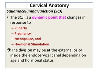 Cervical Anatomy
SquamocolumnarJunction (SCJ)
• The SCJ is a dynamic point that changes in
response to
– Puberty,
– Pregnancy,
– Menopause, and
– Hormonal Stimulation
The division may be at the external os or
inside the endocervical canal depending on
age and hormonal status
 