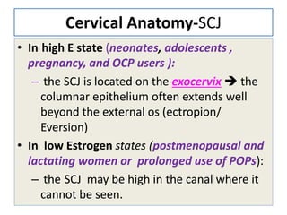 Cervical Anatomy-SCJ
• In high E state (neonates, adolescents ,
pregnancy, and OCP users ):
– the SCJ is located on the exocervix  the
columnar epithelium often extends well
beyond the external os (ectropion/
Eversion)
• In low Estrogen states (postmenopausal and
lactating women or prolonged use of POPs):
– the SCJ may be high in the canal where it
cannot be seen.
 
