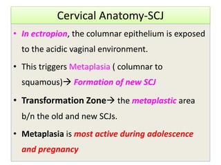Cervical Anatomy-SCJ
• In ectropion, the columnar epithelium is exposed
to the acidic vaginal environment.
• This triggers Metaplasia ( columnar to
squamous) Formation of new SCJ
• Transformation Zone the metaplastic area
b/n the old and new SCJs.
• Metaplasia is most active during adolescence
and pregnancy
 
