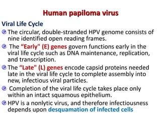 Viral Life Cycle
The circular, double-stranded HPV genome consists of
nine identified open reading frames.
The “Early" (E) genes govern functions early in the
viral life cycle such as DNA maintenance, replication,
and transcription.
The “Late" (L) genes encode capsid proteins needed
late in the viral life cycle to complete assembly into
new, infectious viral particles.
Completion of the viral life cycle takes place only
within an intact squamous epithelium.
HPV is a nonlytic virus, and therefore infectiousness
depends upon desquamation of infected cells
Human papiloma virus
 