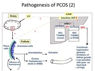 Pathogenesis of PCOS (2)
2 cell theory bild?
LH
Liver
Granulosa cells
Theca
cells
Diffusion of
Testosterone
Aromatization Estradiol
Excess
Testosterone
binds to SHBG
T-SHBG
2% 20%
95%
T-SHBG
normal
80%
T-SHBG
in PCOS
free-Testost.
free-Testost.
• Functional-
hyperandro-
genemia
• Inhibition of
follicle growth
• Low estradiol
with poor -ve
feed back
• LH high
Insuline, IGF
+
+
+
Ovary
Follicle
+
SHBG
 