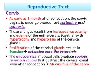 Reproductive Tract
Cervix
• As early as 1 month after conception, the cervix
begins to undergo pronounced softening and
cyanosis.
• These changes result from increased vascularity
and edema of the entire cervix, together with
hypertrophy and hyperplasia of the cervical
glands
• Proliferation of the cervical glands results in
Eversion extension onto the ectocervix
• The endocervical mucosal cells produce copious
tenacious mucus that obstruct the cervical canal
soon after conception Mucus Plug of the cervix
 
