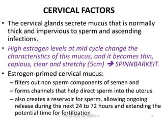 CERVICAL FACTORS
• The cervical glands secrete mucus that is normally
thick and impervious to sperm and ascending
infections.
• High estrogen levels at mid cycle change the
characteristics of this mucus, and it becomes thin,
copious, clear and stretchy (5cm)  SPINNBARKEIT.
• Estrogen-primed cervical mucus:
– filters out non sperm components of semen and
– forms channels that help direct sperm into the uterus
– also creates a reservoir for sperm, allowing ongoing
release during the next 24 to 72 hours and extending the
potential time for fertilization . 19
ሳሙኤል በዛብህ ህዳር 2006 ጎንደር
 