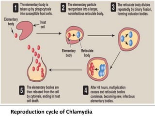Reproduction cycle of Chlamydia.
 