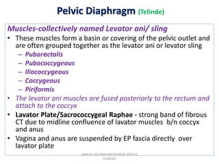 Pelvic Diaphragm (Telinde)
Muscles-collectively named Levator ani/ sling
• These muscles form a basin or covering of the pelvic outlet and
are often grouped together as the levator ani or levator sling
– Puborectalis
– Pubococcygeous
– Iliococcygeous
– Coccygeous
– Piriformis
• The levator ani muscles are fused posteriorly to the rectum and
attach to the coccyx
• Lavator Plate/Sacrococcygeal Raphae - strong band of fibrous
CT due to midline confluence of lavator muscles b/n coccyx
and anus
• Vagina and anus are suspended by EP fascia directly over
lavator plate
SAMUEL BEZABIH MESKEREM 2004 EC
GONDER
 