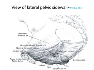 View of lateral pelvic sidewall-Will Fig 38-7
SAMUEL BEZABIH MESKEREM 2004 EC
GONDER
 