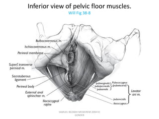 Inferior view of pelvic floor muscles.
Will Fig 38-8
SAMUEL BEZABIH MESKEREM 2004 EC
GONDER
 