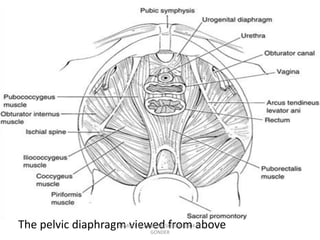 The pelvic diaphragm viewed from above
SAMUEL BEZABIH MESKEREM 2004 EC
GONDER
 