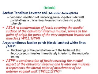 (Telinde)
Archus Tendinus Levator ani ( Muscular Arches)/ATLA
– Superior insertions of iliococcygeous- =>pelvic side wall
parietal fascia thickenings from ischial spines to pubic
tubercle
• ATLA -a condensation of fascia covering the medial
surface of the obturator internus muscle, serves as the
point of origin for parts of the very important levator ani
muscles.( WILL GYN)
Arcus tendineus fasciae pelvis (fascial arches) white lines
/ATFP:
– thickenings of the parietal fascia of the bellies of the
ileococcygeus muscles immediately inferior to the muscular
arches
• ATFP-a condensation of fascia covering the medial
aspect of the obturator internus and levator ani muscles.
It represents the lateral point of attachment of the
anterior vaginal wall. ( WILL GYN)
SAMUEL BEZABIH MESKEREM 2004 EC
GONDER
 
