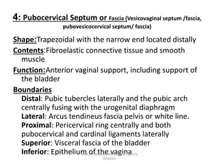 4: Pubocervical Septum or Fascia (Vesicovaginal septum /fascia,
pubovesicocervical septum/ fascia)
Shape:Trapezoidal with the narrow end located distally
Contents:Fibroelastic connective tissue and smooth
muscle
Function:Anterior vaginal support, including support of
the bladder
Boundaries
Distal: Pubic tubercles laterally and the pubic arch
centrally fusing with the urogenital diaphragm
Lateral: Arcus tendineus fascia pelvis or white line.
Proximal: Pericervical ring centrally and both
pubocervical and cardinal ligaments laterally
Superior: Visceral fascia of the bladder
Inferior: Epithelium of the vagina
SAMUEL BEZABIH MESKEREM 2004 EC
GONDER
 