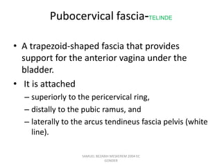 Pubocervical fascia-TELINDE
• A trapezoid-shaped fascia that provides
support for the anterior vagina under the
bladder.
• It is attached
– superiorly to the pericervical ring,
– distally to the pubic ramus, and
– laterally to the arcus tendineus fascia pelvis (white
line).
SAMUEL BEZABIH MESKEREM 2004 EC
GONDER
 