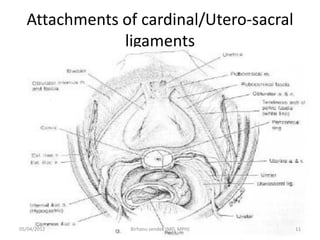 Attachments of cardinal/Utero-sacral
ligaments
05/04/2012 11
Birhanu sendek (MD, MPH)
 