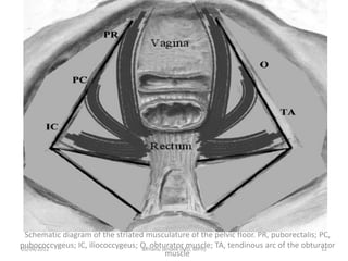Schematic diagram of the striated musculature of the pelvic floor. PR, puborectalis; PC,
pubococcygeus; IC, iliococcygeus; O, obturator muscle; TA, tendinous arc of the obturator
muscle
05/04/2012 12
Birhanu sendek (MD, MPH)
 