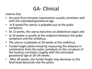 GA- Clinical
Uterine Size
• An early first-trimester examination usually correlates well
with the estimated gestational age.
• at 8 weeksThe uterus is palpable just at the pubic
symphysis.
• At 12 weeks, the uterus becomes an abdominal organ and
• at 16 weeks is usually at the midpoint between the pubic
symphysis and the umbilicus.
• The uterus is palpable at 20 weeks at the umbilicus.
• Fundal height (determined by measuring the distance in
centimeters from the pubic symphysis to the curvature of
the fundus) correlates roughly with the estimated
gestational age at 26–34 weeks .
• After 36 weeks, the fundal height may decrease as the
fetal head descends into the pelvis
 