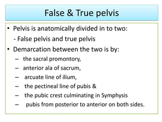 False & True pelvis
• Pelvis is anatomically divided in to two:
- False pelvis and true pelvis
• Demarcation between the two is by:
– the sacral promontory,
– anterior ala of sacrum,
– arcuate line of ilium,
– the pectineal line of pubis &
– the pubic crest culminating in Symphysis
– pubis from posterior to anterior on both sides.
 