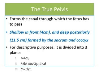 The True Pelvis
• Forms the canal through which the fetus has
to pass
• Shallow in front (4cm), and deep posteriorly
(11.5 cm) formed by the sacrum and coccyx
• For descriptive purposes, it is divided into 3
planes
I. Inlet,
II. Mid cavity and
III. Outlet.
 