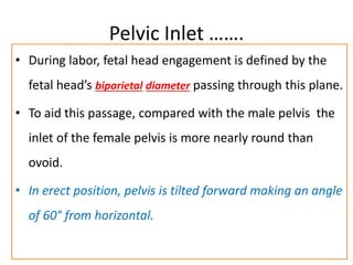 Pelvic Inlet …….
• During labor, fetal head engagement is defined by the
fetal head’s biparietal diameter passing through this plane.
• To aid this passage, compared with the male pelvis the
inlet of the female pelvis is more nearly round than
ovoid.
• In erect position, pelvis is tilted forward making an angle
of 60° from horizontal.
 