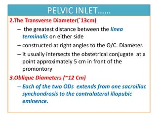 PELVIC INLET……
2.The Transverse Diameter(`13cm)
– the greatest distance between the linea
terminalis on either side
– constructed at right angles to the O/C. Diameter.
– It usually intersects the obstetrical conjugate at a
point approximately 5 cm in front of the
promontory
3.Oblique Diameters (~12 Cm)
– Each of the two ODs extends from one sacroiliac
synchondrosis to the contralateral iliopubic
eminence.
 