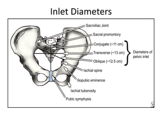 Inlet Diameters
 