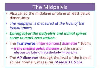 The Midpelvis
• Also called the midplane or plane of least pelvic
dimensions
• The midpelvis is measured at the level of the
ischial spines,
• During labor the midpelvis and ischial spines
serve to mark zero station.
• The Transverse (inter-spinous) diameter ~10cm;
– is the smallest pelvic diameter and, in cases of
obstructed labor, is particularly important.
• The AP diameter through the level of the ischial
spines normally measures at least 11.5 cm.
 