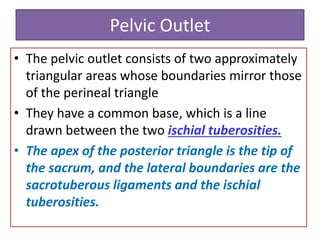 Pelvic Outlet
• The pelvic outlet consists of two approximately
triangular areas whose boundaries mirror those
of the perineal triangle
• They have a common base, which is a line
drawn between the two ischial tuberosities.
• The apex of the posterior triangle is the tip of
the sacrum, and the lateral boundaries are the
sacrotuberous ligaments and the ischial
tuberosities.
 