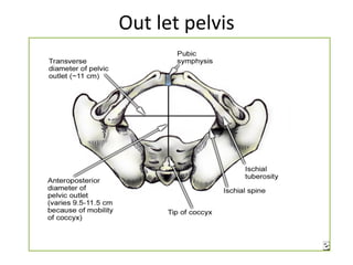 Out let pelvis
 