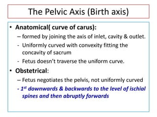 The Pelvic Axis (Birth axis)
• Anatomical( curve of carus):
– formed by joining the axis of inlet, cavity & outlet.
- Uniformly curved with convexity fitting the
concavity of sacrum
- Fetus doesn’t traverse the uniform curve.
• Obstetrical:
– Fetus negotiates the pelvis, not uniformly curved
- 1st downwards & backwards to the level of ischial
spines and then abruptly forwards
 
