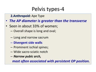 Pelvis types-4
2.Anthropoid: Ape Type
• The AP diameter is greater than the transverse
• Seen in about 33% of women;
– Overall shape is long and oval;
– Long and narrow sacrum
– Divergent side walls
– Prominent ischial spines;
– Wide sacro-sciatic notch
– Narrow pubic arch,
most often associated with persistent OP position.
 