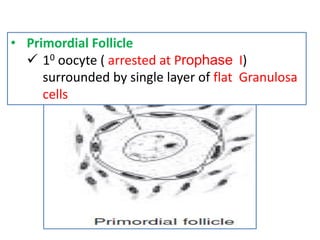 • Primordial Follicle
 10 oocyte ( arrested at Prophase I)
surrounded by single layer of flat Granulosa
cells
 