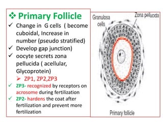 Primary Follicle
 Change in G cells ( become
cuboidal, Increase in
number (pseudo stratified)
 Develop gap junction)
 oocyte secrets zona
pellucida ( acellular,
Glycoprotein)
 ZP1, ZP2,ZP3
 ZP3- recognized by receptors on
acrosome during fertilization
 ZP2- hardens the coat after
fertilization and prevent more
fertilization
 