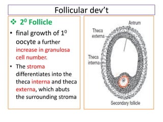 Follicular dev’t
 20 Follicle
• final growth of 10
oocyte a further
increase in granulosa
cell number.
• The stroma
differentiates into the
theca interna and theca
externa, which abuts
the surrounding stroma
 
