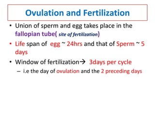 Ovulation and Fertilization
• Union of sperm and egg takes place in the
fallopian tube( site of fertilization)
• Life span of egg ~ 24hrs and that of Sperm ~ 5
days
• Window of fertilization 3days per cycle
– i.e the day of ovulation and the 2 preceding days
 