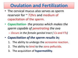 Ovulation and Fertilization
• The cervical mucus also serves as sperm
reservoir for ~ 72hrs and medium of
capacitation of the sperm.
• Capacitation- the process which makes the
sperm capable of penetrating the ova
– Occurs in the female genital tract ( Cx and FTs)
• Capacitation of the sperm results in;
1. The ability to undergo the acrosome reaction.
2. The ability to bind to the zona pellucida.
3. The acquisition of hypermotility.
 