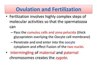 Ovulation and Fertilization
• Fertlization involves highly complex steps of
molecular activities so that the spermatozoa
can
– Pass the cumulus cells and zona pelucida (thick
glycoprotein overlying the Oocyte cell membrane)
– Penetrate and end enter into the oocyte
cytoplasm and effect Fusion of the two nuclei.
• intermingling of maternal and paternal
chromosomes creates the zygote.
 