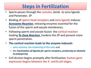 Steps in Fertilization
• Sperm passes through the cumulus ,binds to zona ligands
and Penetrates ZP
• Binding of sperm head receptors and zona ligands induces
Acrosome Reaction, releasing enzymes essential for the
fusion of the sperm and oocyte membranes.
• Following sperm and oocyte fusion the cortical reaction
leading To Zona Reaction hardens the ZP and prevent more
sperm penetration.
• The cortical reaction leads to the enzyme-induced:-
– zona reaction, the hardening of the zona and
– the inactivation of ligands for sperm receptors, producing an obstacle
to polyspermy.
• Cell division begins promptly after fertilization; human gene
expression begins between the 4- and 8-cell stages.
 