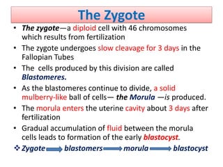 The Zygote
• The zygote—a diploid cell with 46 chromosomes
which results from fertilization
• The zygote undergoes slow cleavage for 3 days in the
Fallopian Tubes
• The cells produced by this division are called
Blastomeres.
• As the blastomeres continue to divide, a solid
mulberry-like ball of cells— the Morula —is produced.
• The morula enters the uterine cavity about 3 days after
fertilization
• Gradual accumulation of fluid between the morula
cells leads to formation of the early blastocyst.
Zygote blastomers morula blastocyst
 