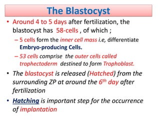 The Blastocyst
• Around 4 to 5 days after fertilization, the
blastocyst has 58-cells , of which ;
– 5 cells form the inner cell mass i.e, differentiate
Embryo-producing Cells.
– 53 cells comprise the outer cells called
trophectoderm destined to form Trophoblast.
• The blastocyst is released (Hatched) from the
surrounding ZP at around the 6th day after
fertilization
• Hatching is important step for the occurrence
of implantation
 