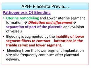 APH- Placenta Previa….
Pathogenesis Of Bleeding
• Uterine remodeling and Lower uterine segment
formation  Dilatation and effacement
separation of part of the placenta and avulsion
of vessels
• Bleeding is augmented by the inability of lower
segment fibers to contract + lacerations in the
friable cervix and lower segment.
• bleeding from the lower segment implantation
site also frequently continues after placental
delivery.
 