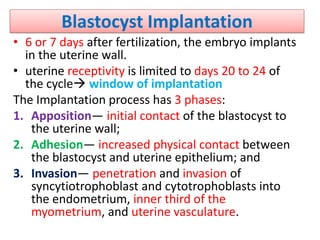 Blastocyst Implantation
• 6 or 7 days after fertilization, the embryo implants
in the uterine wall.
• uterine receptivity is limited to days 20 to 24 of
the cycle window of implantation
The Implantation process has 3 phases:
1. Apposition— initial contact of the blastocyst to
the uterine wall;
2. Adhesion— increased physical contact between
the blastocyst and uterine epithelium; and
3. Invasion— penetration and invasion of
syncytiotrophoblast and cytotrophoblasts into
the endometrium, inner third of the
myometrium, and uterine vasculature.
 