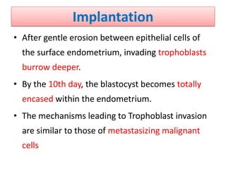 Implantation
• After gentle erosion between epithelial cells of
the surface endometrium, invading trophoblasts
burrow deeper.
• By the 10th day, the blastocyst becomes totally
encased within the endometrium.
• The mechanisms leading to Trophoblast invasion
are similar to those of metastasizing malignant
cells
 