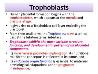Trophoblasts
• Human placental formation begins with the
trophectoderm, which appears at the morula and
blastula stage.
• It gives rise to a Trophoblast cell layer encircling the
blastocyst.
• From then until term, the Trophoblast plays a critical
part at the fetal-maternal interface.
• Trophoblast exhibits the most variable structure,
function, and developmental pattern of all placental
components.
• Its invasiveness promotes implantation, its nutritional
role for the conceptus is reflected in its name, and
• its endocrine organ function is essential to maternal
physiological adaptations and to pregnancy
maintenance.
 