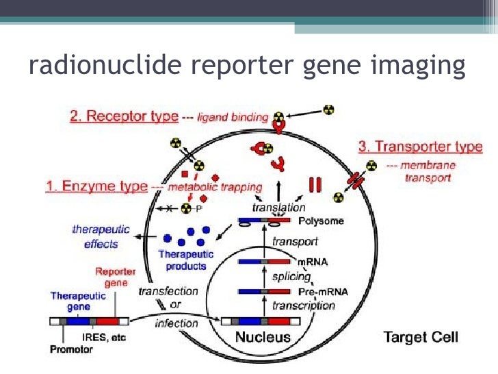 reporter gene