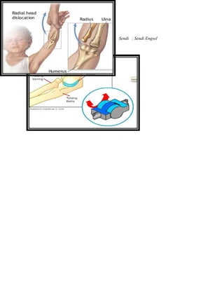 Sendi : Sendi Engsel
 